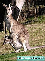 Kangurad