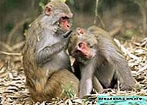 The monkeys also speak to their young in baby language