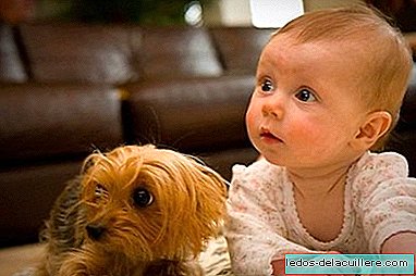 Babies recognize the dog's mood by barking