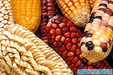 Céréales dans l'alimentation du nourrisson: maïs