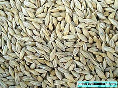 Cereals in infant feeding: barley