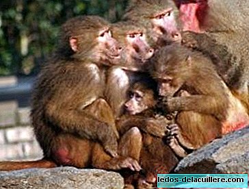 Rojstni načrti in stota teorija o opicah