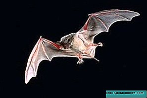 Bats to teach blind children to orient themselves
