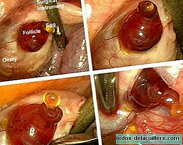 Eerste en indrukwekkende foto's van een ovulatie