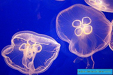 Denenes anti-jellyfish sunscreen