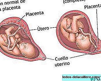 O que é a placenta?