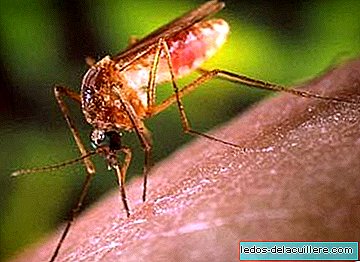 Přírodní prostředky k odpuzování komárů