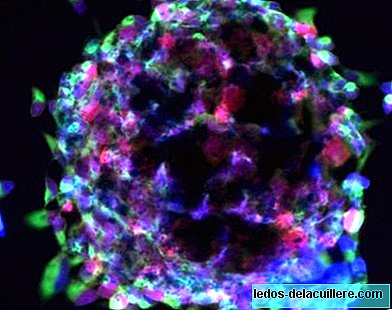 Novas fontes de células-tronco são investigadas