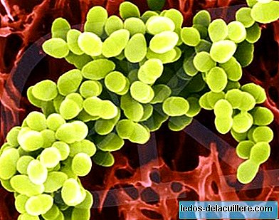 دراسة جديدة تربط البكتيريا بالموت المفاجئ