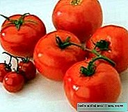 Pomidoras duos rekomenduojamą folio rūgšties kiekį per dieną