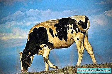 Kühe, die wieder Muttermilch produzieren?