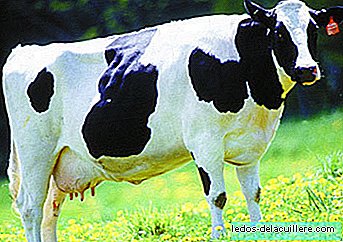 الأبقار التي تنتج حليب الثدي؟