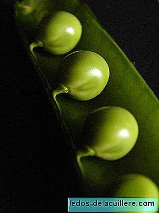 Zelenina v kojeneckém krmení: zelený hrášek a fazole