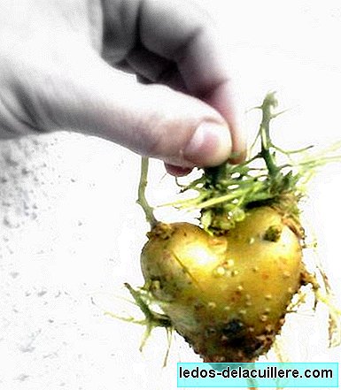 Légumes dans l'alimentation du nourrisson: pomme de terre et patate douce