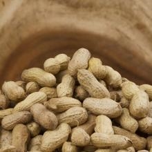 La cura per l'allergia alle arachidi un passo avanti