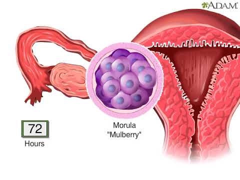 Imagini uimitoare ale primelor ore ale embrionului uman