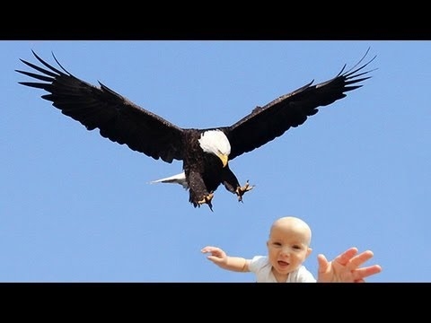 A golden eagle catches a baby in a park to take it flying ... noooo!