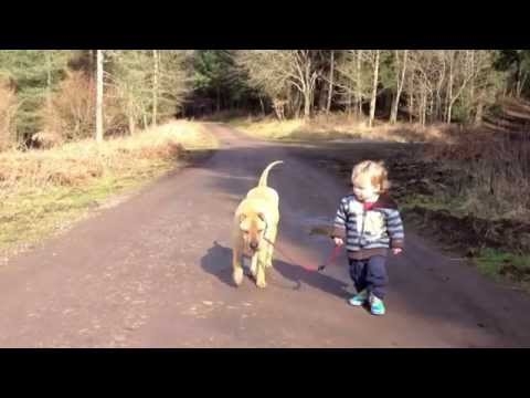 The most tender video of the moment: a boy, his dog and a puddle