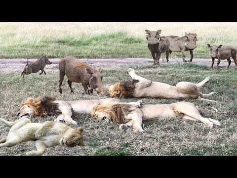 La vidéo du bébé qui n'a pas peur des lions