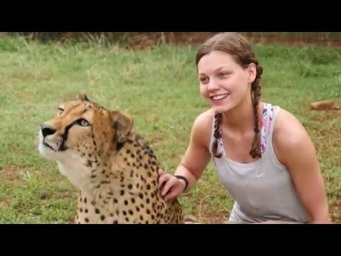 A baba videója, aki nem fél az oroszlánoktól