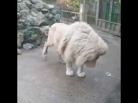 ライオンを恐れない赤ちゃんのビデオ