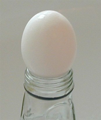 Science workshop: egg experiments