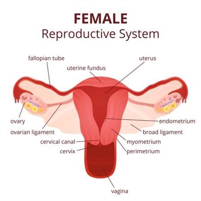 Le système reproducteur féminin