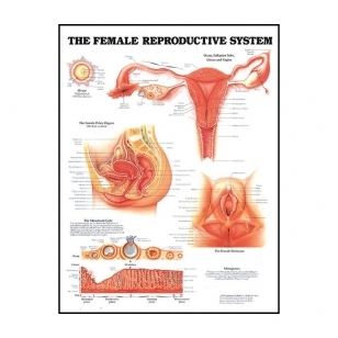 Moterų reprodukcinė sistema