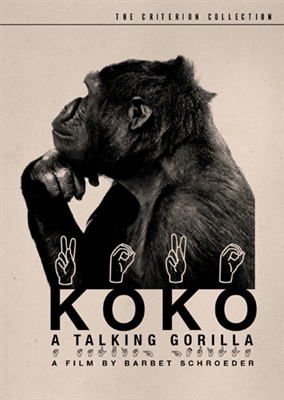 Koko, the talking gorilla