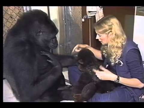 Koko, de pratende gorilla