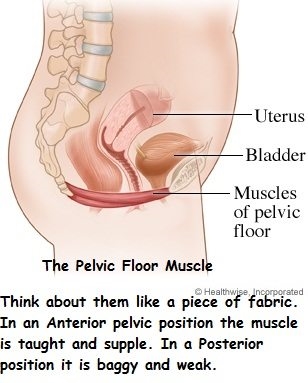 Pelvic floor exercises for pregnant women (video)