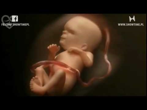 Niesamowita animacja 3D: ciąża w ciągu czterech minut